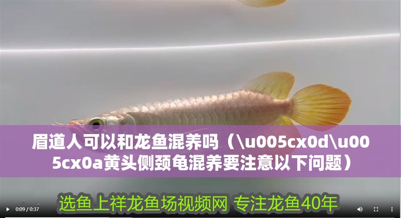 眉道人可以和龍魚混養嗎（\u005cx0d\u005cx0a黃頭側頸龜混養要注意以下問題） 眉道人可以和龍魚混養嗎（\u005cx0d\u005cx0a黃頭側頸龜混養要注意以下問題） 觀賞魚百科