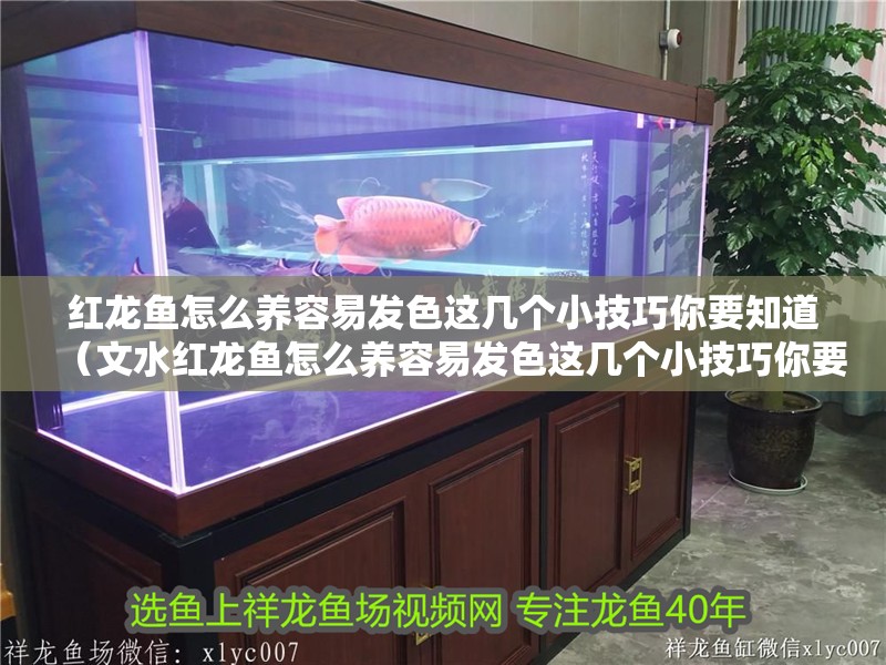 紅龍魚怎么養容易發色這幾個小技巧你要知道（文水紅龍魚怎么養容易發色這幾個小技巧你要知道）