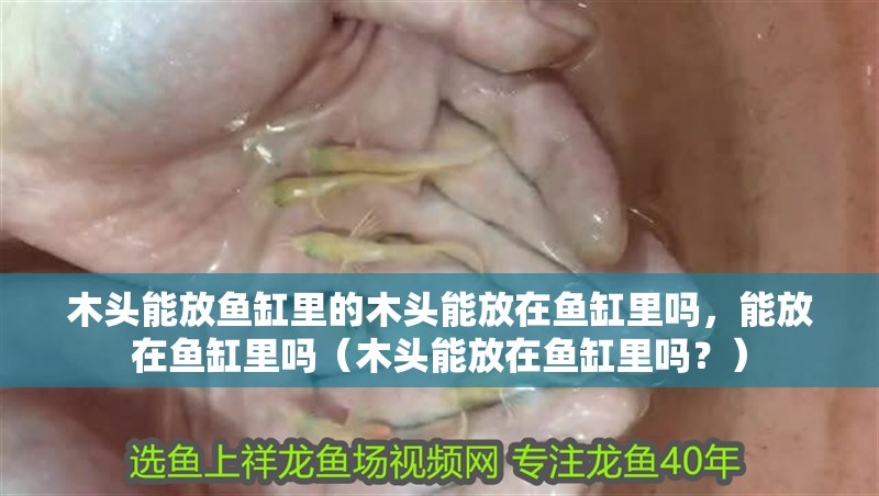 木頭能放魚缸里的木頭能放在魚缸里嗎，能放在魚缸里嗎（木頭能放在魚缸里嗎？）