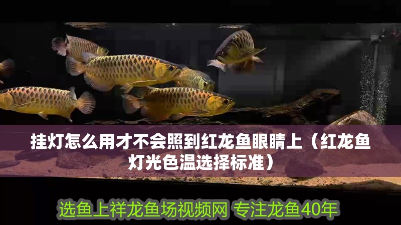 掛燈怎么用才不會照到紅龍魚眼睛上（紅龍魚燈光色溫選擇標準）