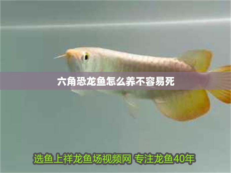 六角恐龍魚怎么養(yǎng)不容易死