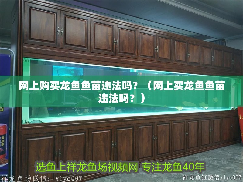 網上購買龍魚魚苗違法嗎？（網上買龍魚魚苗違法嗎？）