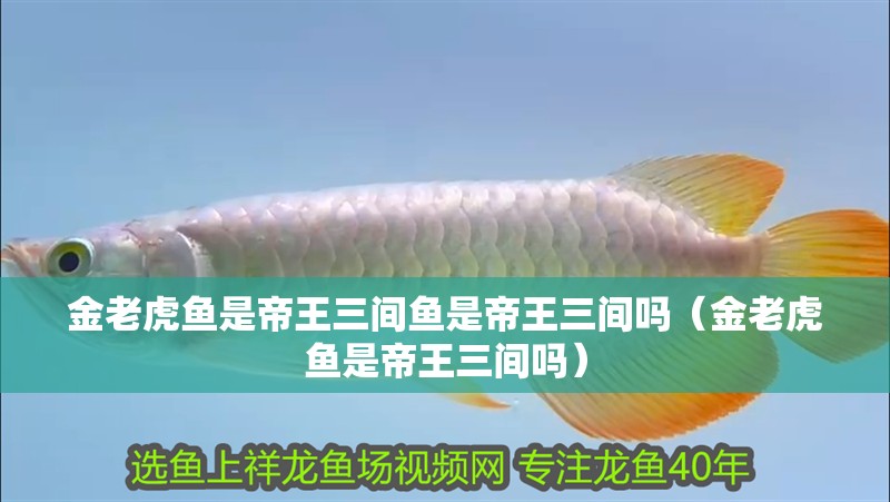 金老虎魚是帝王三間魚是帝王三間嗎（金老虎魚是帝王三間嗎）