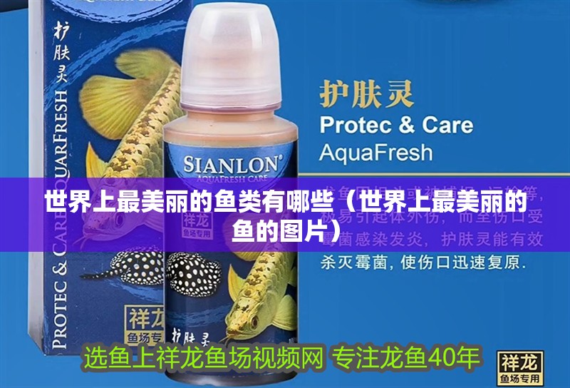 世界上最美麗的魚類有哪些（世界上最美麗的魚的圖片）