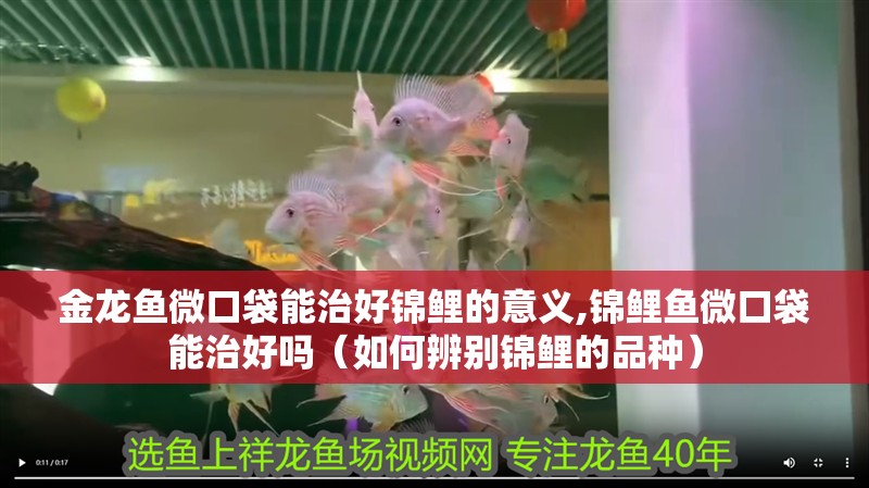 金龍魚微口袋能治好錦鯉的意義,錦鯉魚微口袋能治好嗎（如何辨別錦鯉的品種）