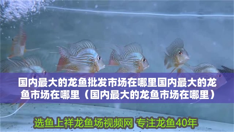 國(guó)內(nèi)最大的龍魚(yú)批發(fā)市場(chǎng)在哪里國(guó)內(nèi)最大的龍魚(yú)市場(chǎng)在哪里（國(guó)內(nèi)最大的龍魚(yú)市場(chǎng)在哪里）