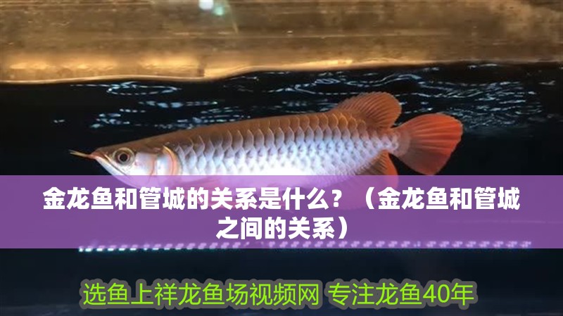金龍魚和管城的關系是什么？（金龍魚和管城之間的關系）