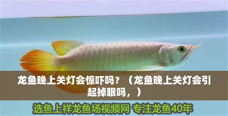 龍魚晚上關燈會驚嚇嗎？（龍魚晚上關燈會引起掉眼嗎，）