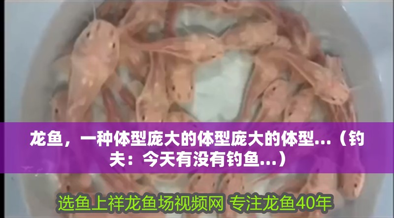 龍魚(yú)，一種體型龐大的體型龐大的體型…（釣夫：今天有沒(méi)有釣魚(yú)…）