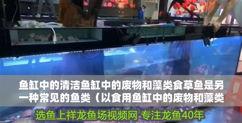 魚缸中的清潔魚缸中的廢物和藻類食草魚是另一種常見的魚類（以食用魚缸中的廢物和藻類）