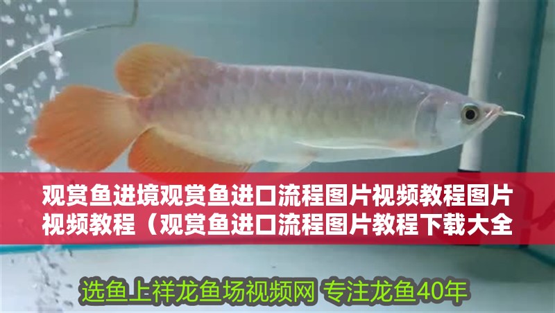 觀賞魚進境觀賞魚進口流程圖片視頻教程圖片視頻教程（觀賞魚進口流程圖片教程下載大全）