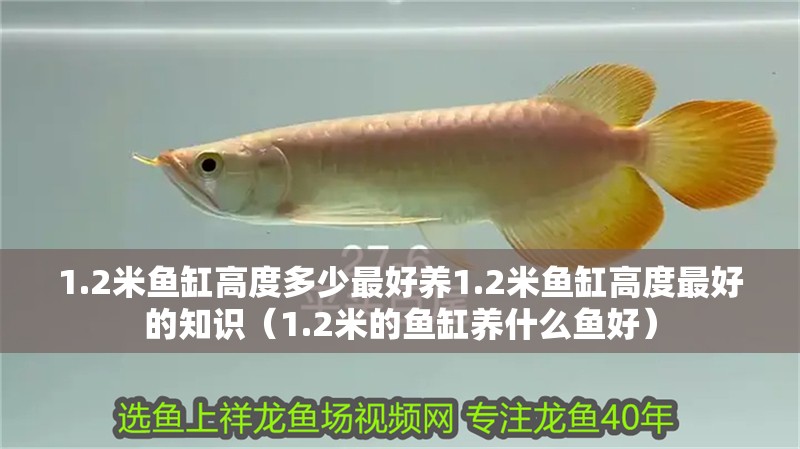 1.2米魚(yú)缸高度多少最好養(yǎng)1.2米魚(yú)缸高度最好的知識(shí)（1.2米的魚(yú)缸養(yǎng)什么魚(yú)好）