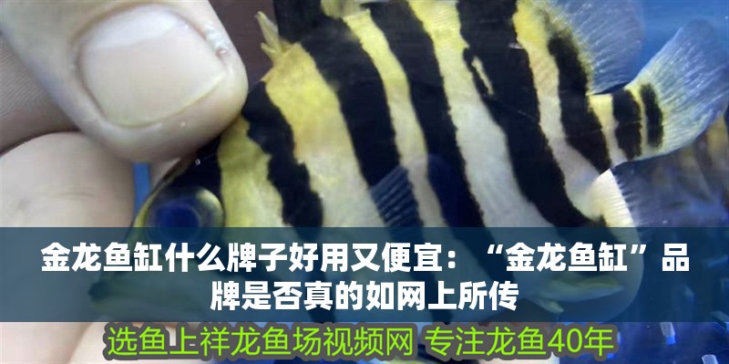 金龍魚(yú)缸什么牌子好用又便宜：“金龍魚(yú)缸”品牌是否真的如網(wǎng)上所傳