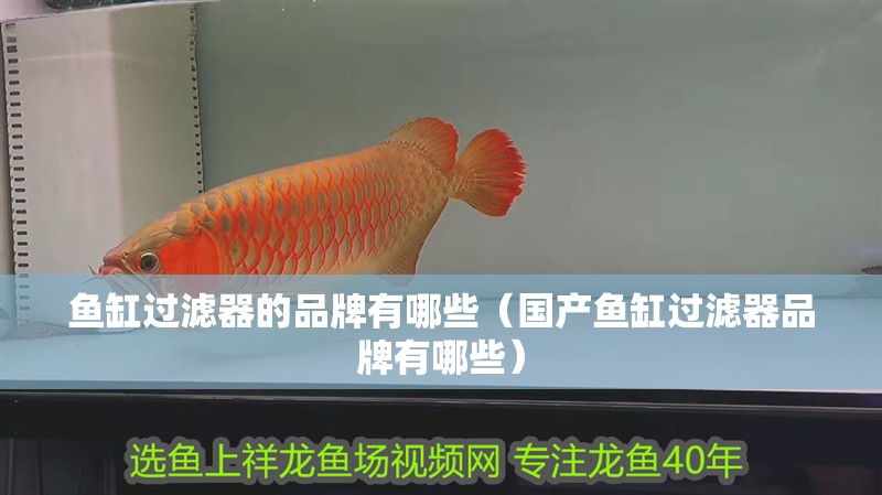 魚缸過濾器的品牌有哪些（國產(chǎn)魚缸過濾器品牌有哪些）