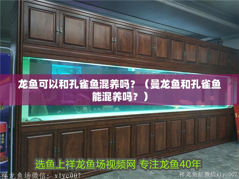 龍魚可以和孔雀魚混養嗎？（曼龍魚和孔雀魚能混養嗎？）