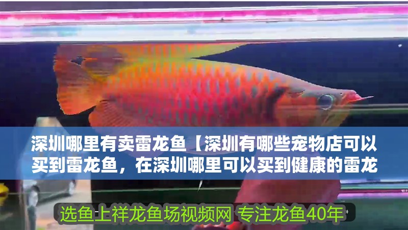 深圳哪里有賣雷龍魚【深圳有哪些寵物店可以買到雷龍魚，在深圳哪里可以買到健康的雷龍魚】