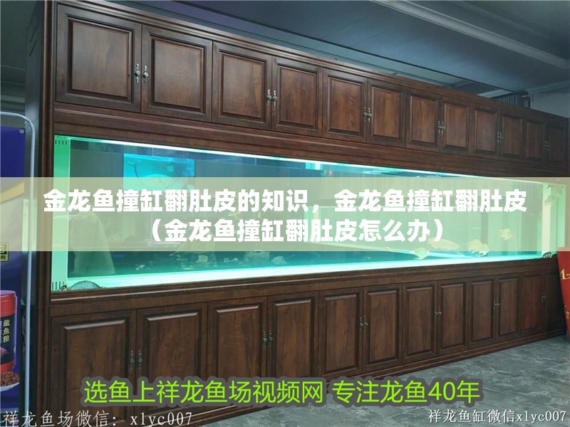 金龍魚撞缸翻肚皮的知識，金龍魚撞缸翻肚皮（金龍魚撞缸翻肚皮怎么辦）