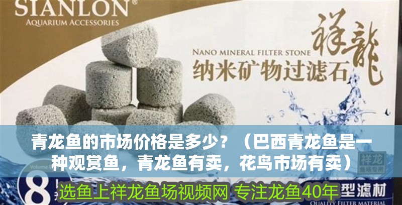 青龍魚的市場價格是多少？（巴西青龍魚是一種觀賞魚，青龍魚有賣，花鳥市場有賣）