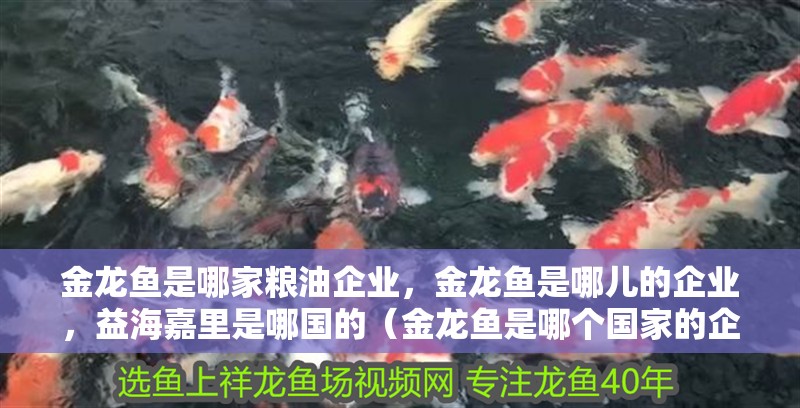 金龍魚是哪家糧油企業，金龍魚是哪兒的企業，益海嘉里是哪國的（金龍魚是哪個國家的企業？）