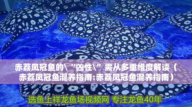 赤荔鳳冠魚的\“兇性\”需從多重維度解讀（赤荔鳳冠魚混養指南:赤荔鳳冠魚混養指南）