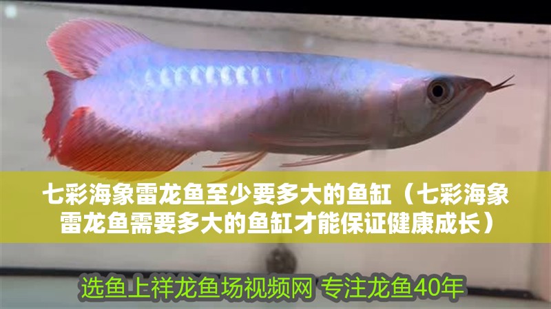 七彩海象雷龍魚至少要多大的魚缸（七彩海象雷龍魚需要多大的魚缸才能保證健康成長）