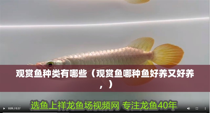 觀賞魚種類有哪些（觀賞魚哪種魚好養(yǎng)又好養(yǎng)，）