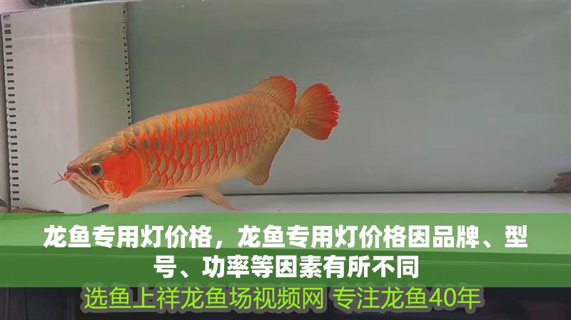 龍魚專用燈價格，龍魚專用燈價格因品牌、型號、功率等因素有所不同