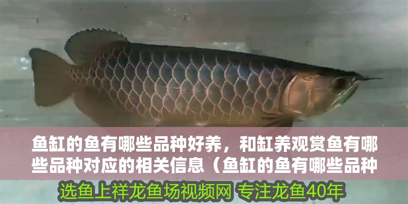 魚缸的魚有哪些品種好養(yǎng)，和缸養(yǎng)觀賞魚有哪些品種對應(yīng)的相關(guān)信息（魚缸的魚有哪些品種好養(yǎng)）