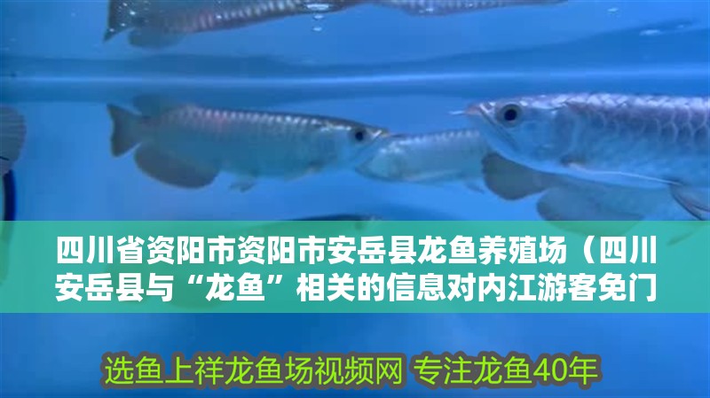 四川省資陽市資陽市安岳縣龍魚養(yǎng)殖場（四川安岳縣與“龍魚”相關的信息對內(nèi)江游客免門票）