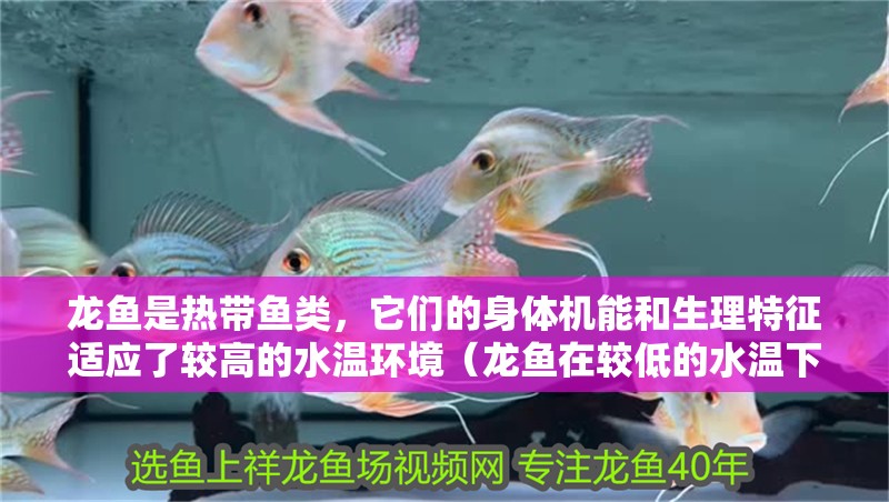 龍魚是熱帶魚類,它們的身體機能和生理特征適應了較高的水溫環境(龍魚在較低的水溫下容易受到疾病的侵襲,可能會影響龍魚的免疫力) 觀賞魚百科 第2張 龍魚是熱帶魚類,它們的身體機能和生理特征適應了較高的水溫環境(龍魚在較低的水溫下容易受到疾病的侵襲,可能會影響龍魚的免疫力) 龍魚是熱帶魚類,它們的身體機能和生理特征適應了較高的水溫環境(龍魚在較低的水溫下容易受到疾病的侵襲,可能會影響龍魚的免疫力) 觀賞魚百科 第2張