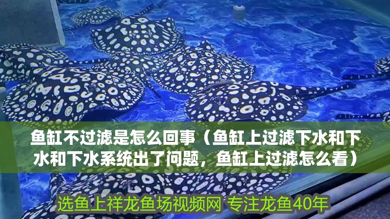 魚缸不過濾是怎么回事（魚缸上過濾下水和下水和下水系統出了問題，魚缸上過濾怎么看）