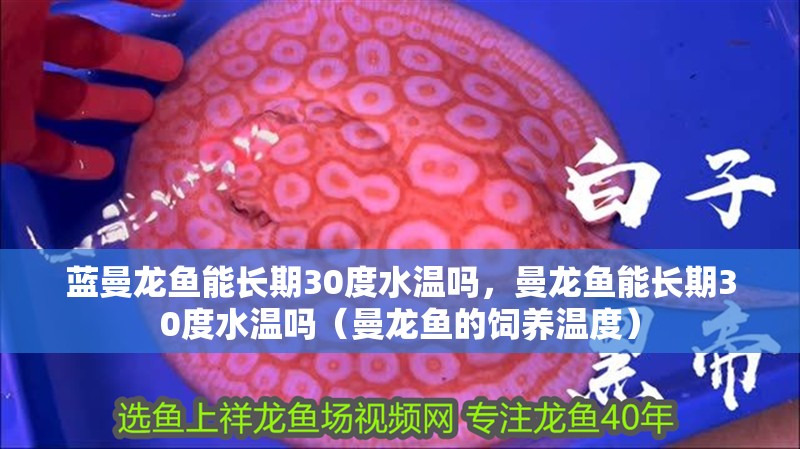 藍曼龍魚能長期30度水溫嗎，曼龍魚能長期30度水溫嗎（曼龍魚的飼養溫度）