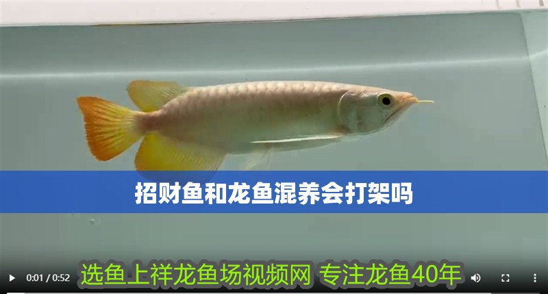 招財(cái)魚和龍魚混養(yǎng)會(huì)打架嗎