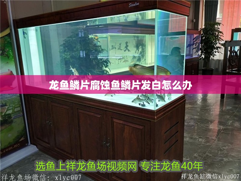 龍魚鱗片腐蝕魚鱗片發白怎么辦