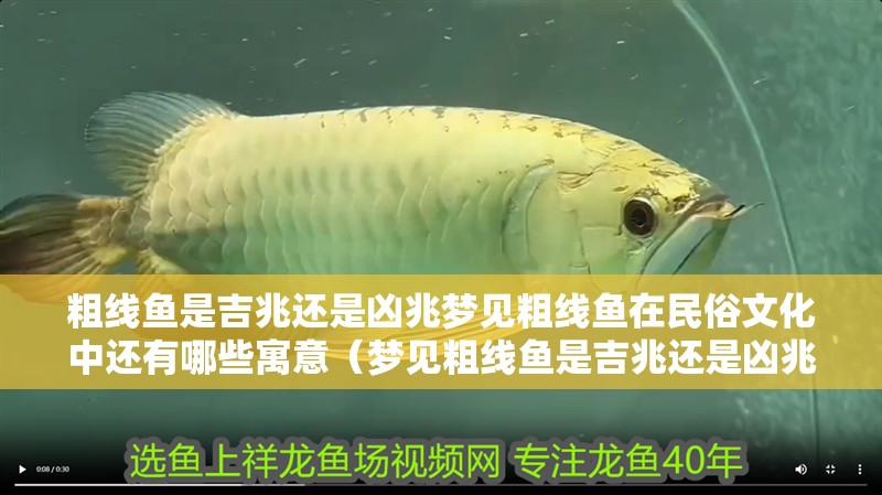 粗線魚是吉兆還是兇兆夢見粗線魚在民俗文化中還有哪些寓意（夢見粗線魚是吉兆還是兇兆）