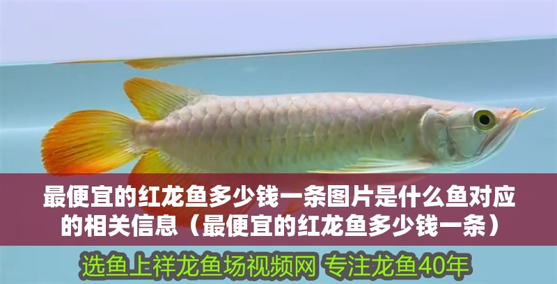 最便宜的紅龍魚多少錢一條圖片是什么魚對應的相關信息（最便宜的紅龍魚多少錢一條）