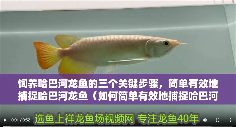 飼養(yǎng)哈巴河龍魚的三個關(guān)鍵步驟，簡單有效地捕捉哈巴河龍魚（如何簡單有效地捕捉哈巴河龍魚）