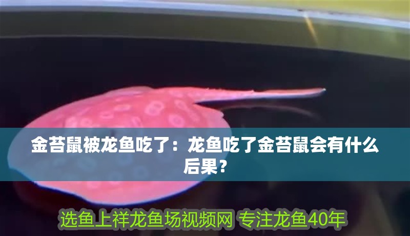 金苔鼠被龍魚吃了：龍魚吃了金苔鼠會有什么后果？