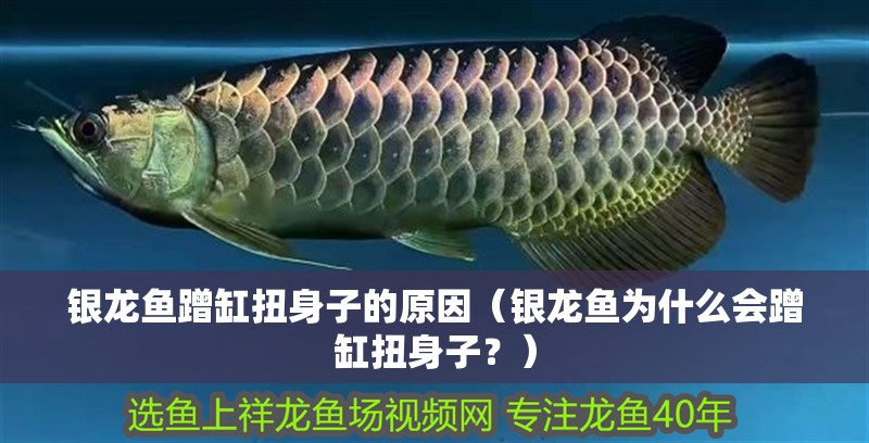 銀龍魚(yú)蹭缸扭身子的原因（銀龍魚(yú)為什么會(huì)蹭缸扭身子？）