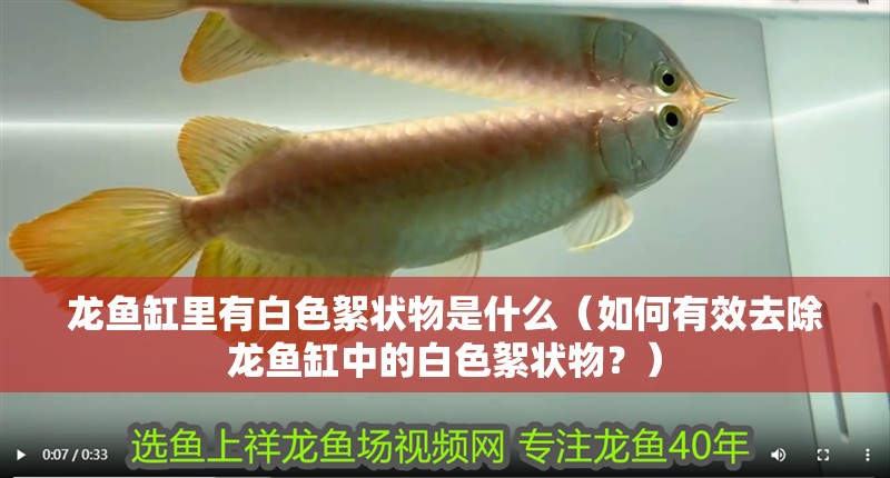 龍魚缸里有白色絮狀物是什么（如何有效去除龍魚缸中的白色絮狀物？）