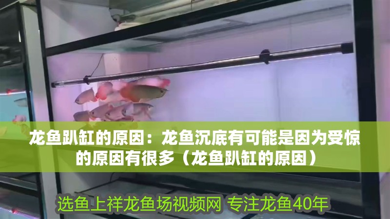 龍魚趴缸的原因：龍魚沉底有可能是因為受驚的原因有很多（龍魚趴缸的原因）