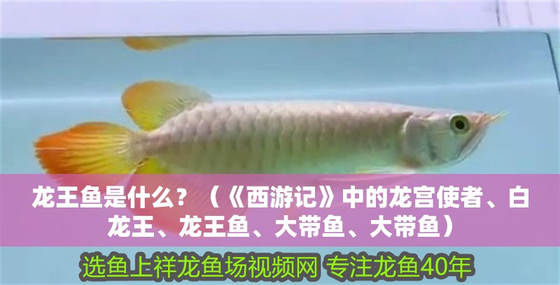 龍王魚是什么？（《西游記》中的龍宮使者、白龍王、龍王魚、大帶魚、大帶魚）