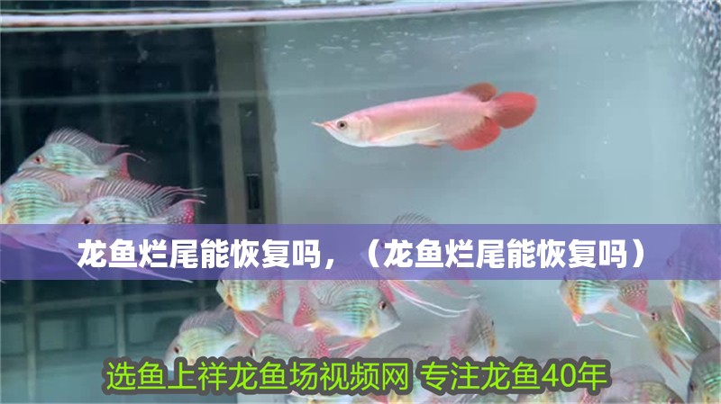 龍魚爛尾能恢復嗎，（龍魚爛尾能恢復嗎）