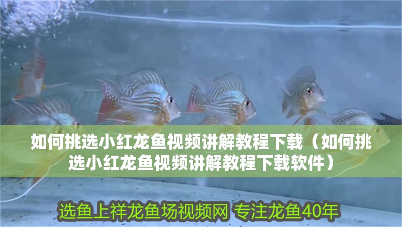 如何挑選小紅龍魚視頻講解教程下載（如何挑選小紅龍魚視頻講解教程下載軟件）