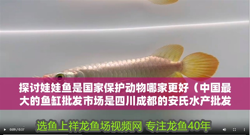 探討娃娃魚是國家保護動物哪家更好（中國最大的魚缸批發市場是<strong><mark>四川</mark></strong>成都的安氏水產批發市場）