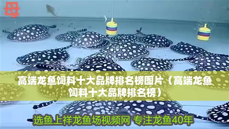 高端龍魚飼料十大品牌排名榜圖片（高端龍魚飼料十大品牌排名榜）