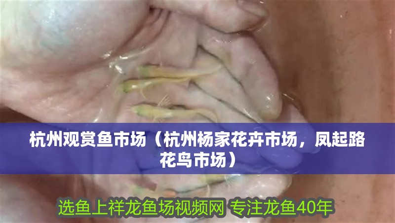 杭州觀賞魚市場（杭州楊家花卉市場，鳳起路花鳥市場）