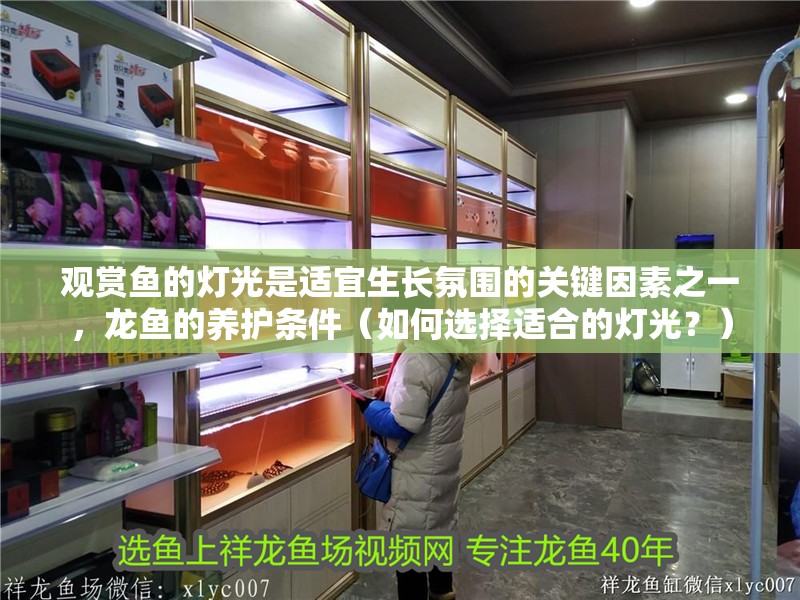 觀賞魚的燈光是適宜生長氛圍的關鍵因素之一，龍魚的養護條件（如何選擇適合的燈光？）