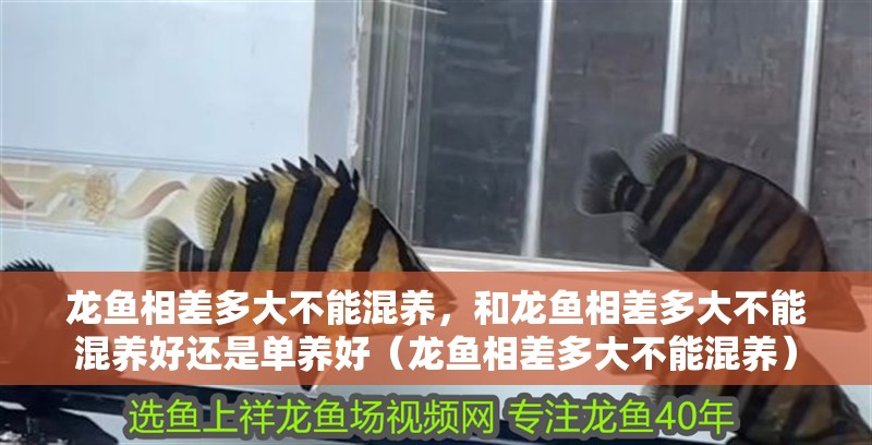 龍魚相差多大不能混養(yǎng)，和龍魚相差多大不能混養(yǎng)好還是單養(yǎng)好（龍魚相差多大不能混養(yǎng)）