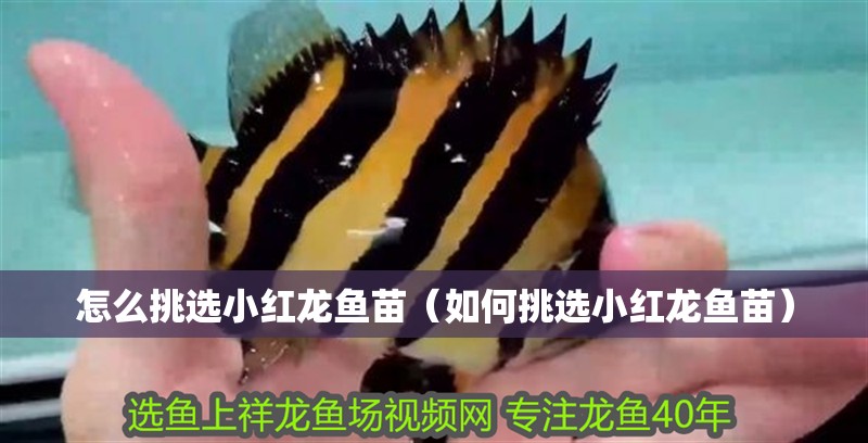 怎么挑選小紅龍魚苗（如何挑選小紅龍魚苗）